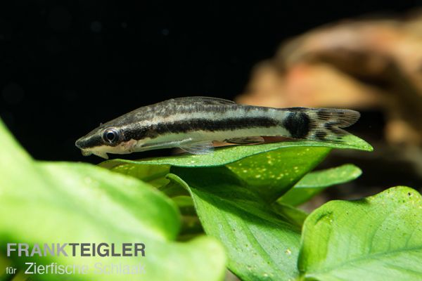 Zwerg-Ohrgitterharnischwels / Otocinclus affinis